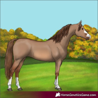 Horse Color:Red Dun
