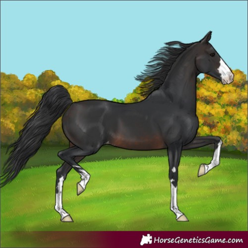 Horse Color:Brown Appaloosa 