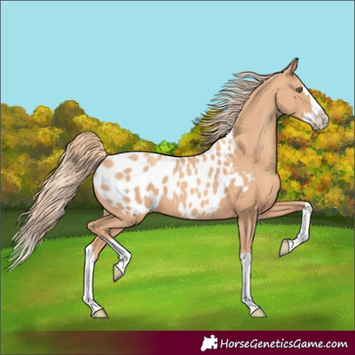 Horse Color:Gold Champagne Splash Appaloosa