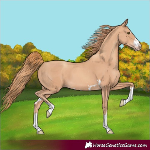 Horse Color:Gold Champagne