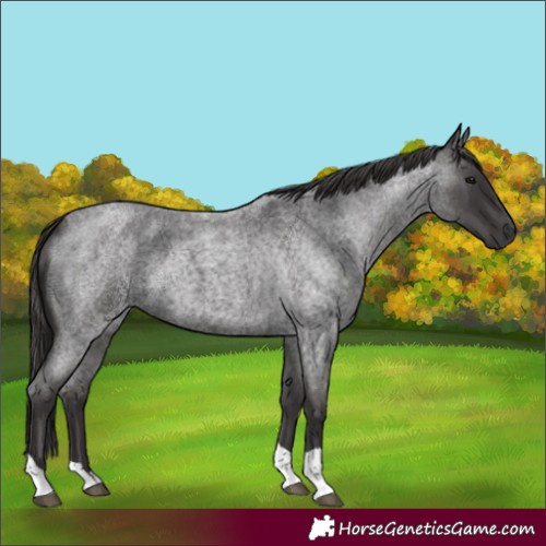 Horse Color:Smoky Blue Roan 