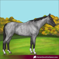 Horse Color:Smoky Blue Roan 