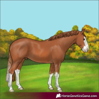 Horse Color:Chestnut Splash