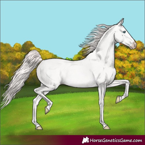 Horse Color:Unknown 
