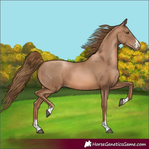 Horse Color:Unknown 