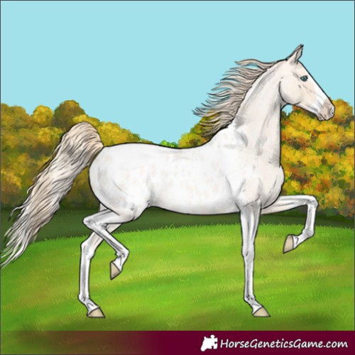 Horse Color:Perlino Roan Splash Tobiano Appaloosa 