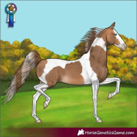 Horse Color:Gray Perlino Splash Tobiano 