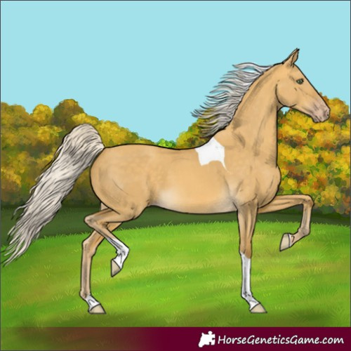 Horse Color:Unknown 
