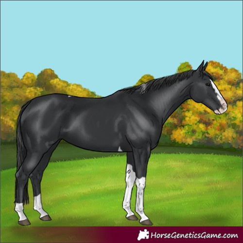 Horse Color:Black Splash Tobiano 
