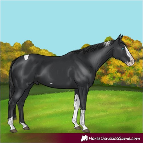 Horse Color:Unknown 