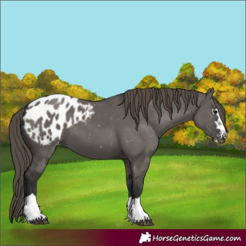 Horse Color:Unknown 