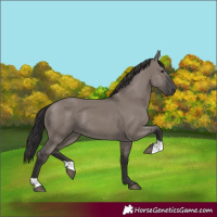 Horse Color:Smoky Grullo 