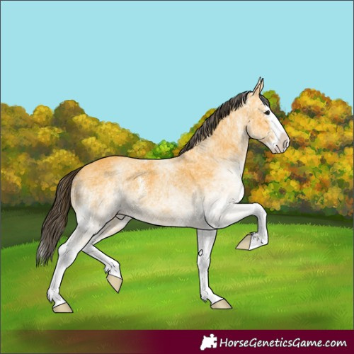 Horse Color:White Spotted Buckskin Splash 