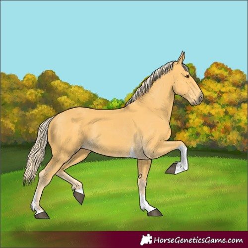 Horse Color:Palomino Tobiano