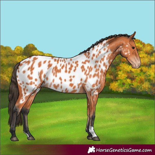 Horse Color:Bay Appaloosa