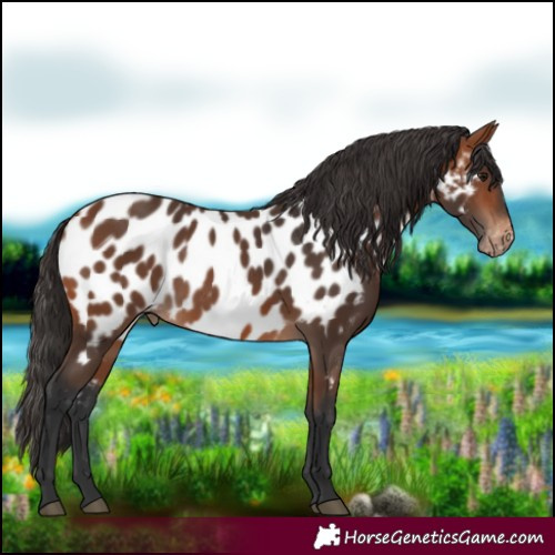 Horse Color:Bay Appaloosa 