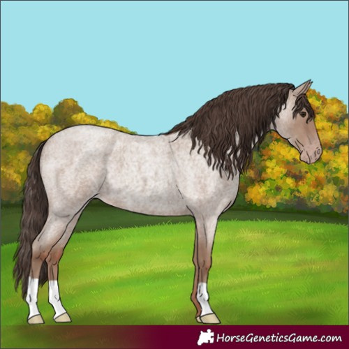 Horse Color:Classic Champagne Roan