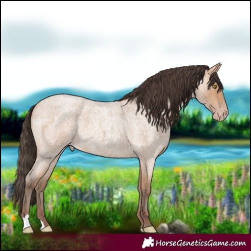 Horse Color:Amber Champagne Roan