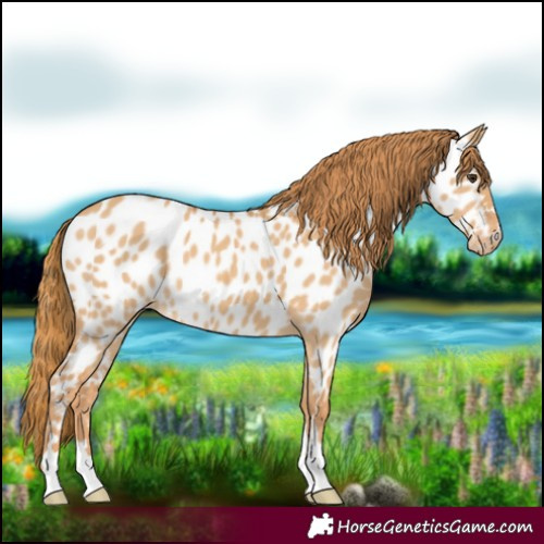 Horse Color:Red Dun Appaloosa