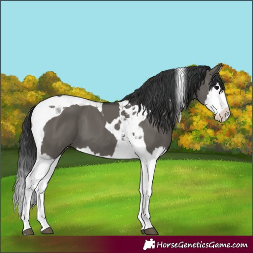 Horse Color:Grullo Splash Tobiano