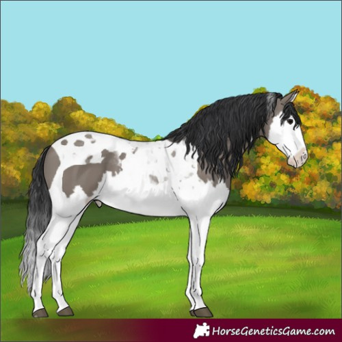 Horse Color:Grullo Splash Tobiano