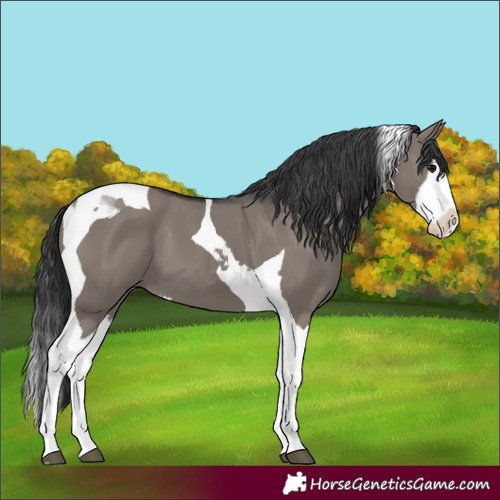Horse Color:Grullo Splash Tobiano