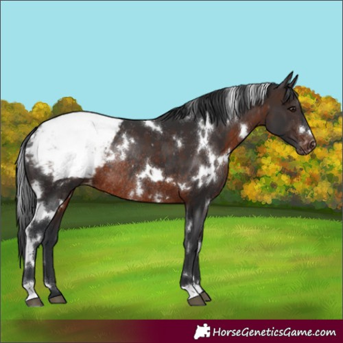 Horse Color:White Spotted Brown Appaloosa Rabicano
