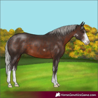 Horse Color:Silver Brown Sabino