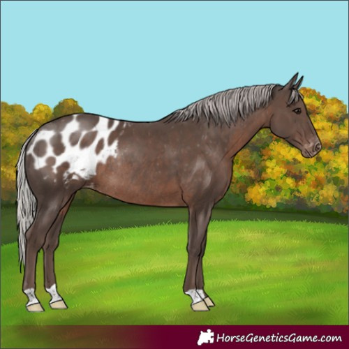 Horse Color:Silver Black Appaloosa Rabicano 