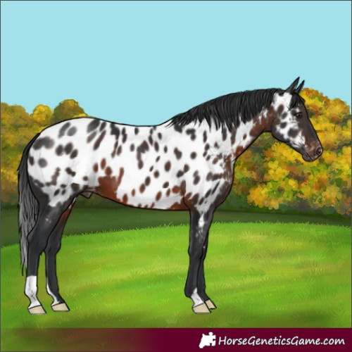 Horse Color:Brown Appaloosa
