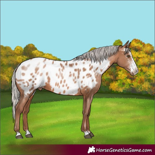 Horse Color:Silver Brown Pearl Sabino Appaloosa