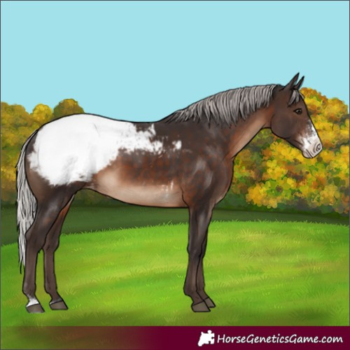 Horse Color:Silver Brown Sabino Appaloosa Rabicano