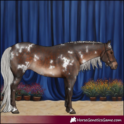 Horse Color:White Spotted Silver Brown Rabicano