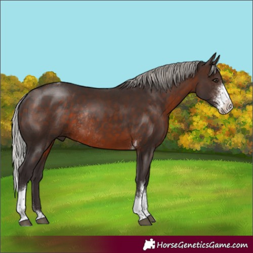 Horse Color:Silver Brown Sabino Tobiano Rabicano