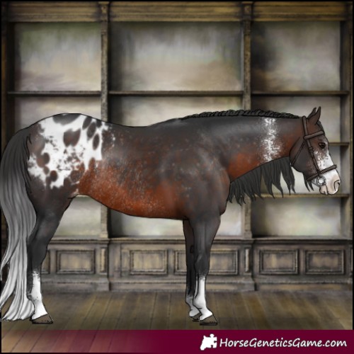 Horse Color:Brown Sabino Appaloosa Rabicano