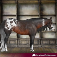 Horse Color:Brown Sabino Appaloosa Rabicano