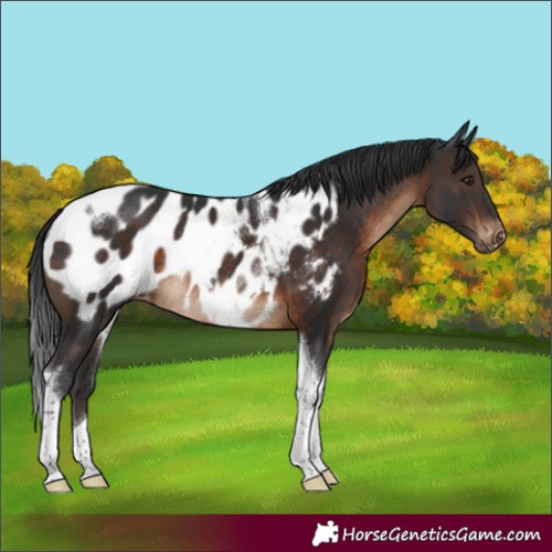 Horse Color:Brown Tobiano Appaloosa Rabicano 