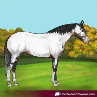 Horse Color:Brown Sabino Tobiano Appaloosa Rabicano 