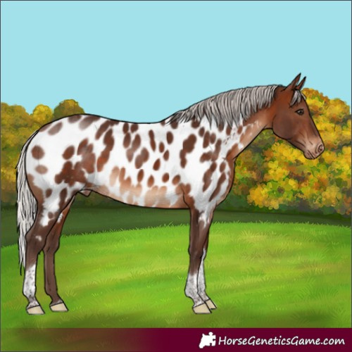 Horse Color:Silver Brown Sabino Tobiano Appaloosa