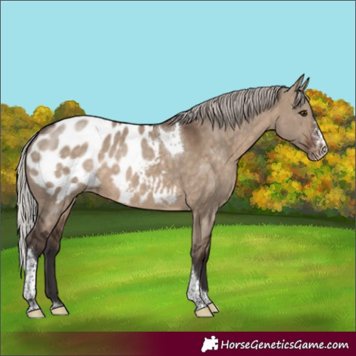 Horse Color:Silver Brown Dun Sabino Tobiano Blanket