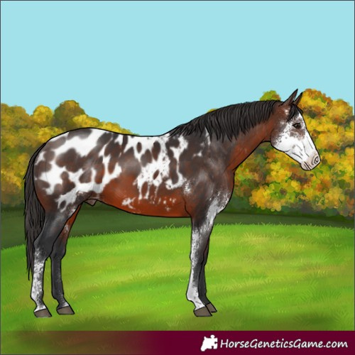 Horse Color:Brown Sabino Appaloosa Rabicano