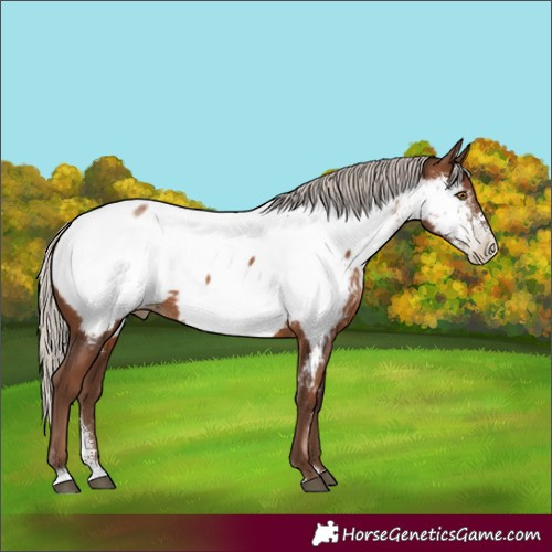 Horse Color:Gray Silver Black Pearl Sabino Appaloosa Rabicano