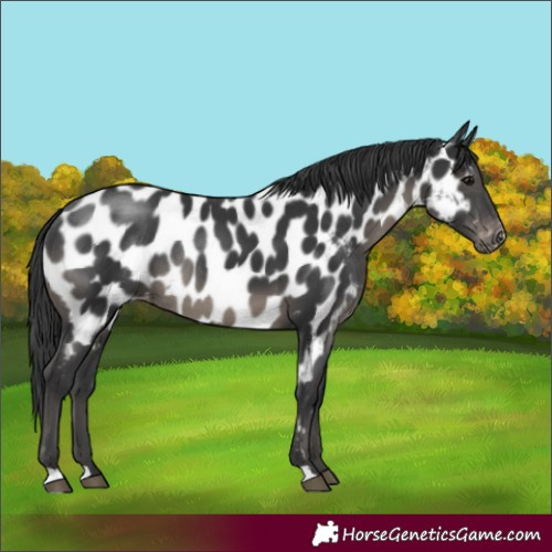 Horse Color:Black Appaloosa Rabicano 