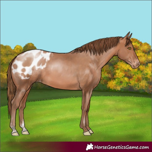 Horse Color:Brown Pearl Sabino Appaloosa Rabicano 