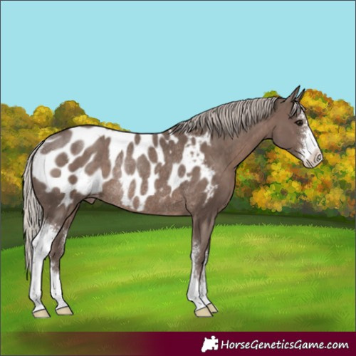 Horse Color:Silver Black Sabino Appaloosa Rabicano 