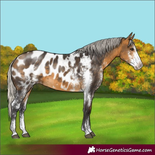 Horse Color:Silver Buckskin Sabino Appaloosa 