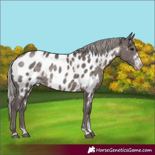 Horse Color:White Spotted Silver Black Sabino Appaloosa Rabicano 