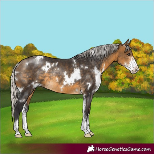Horse Color:White Spotted Silver Buckskin Sabino Rabicano 