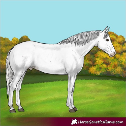 Horse Color:Silver Brown Sabino Appaloosa Rabicano