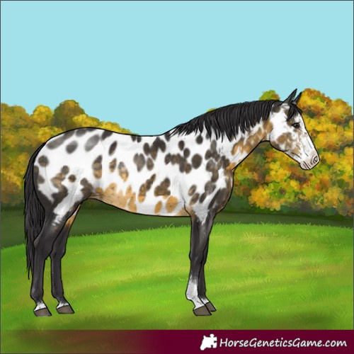 Horse Color:Buckskin Sabino Appaloosa Rabicano 